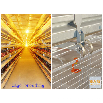 Poultry Equipment in Livestock with High Quality and Low Price